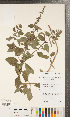  ( - CCDB-24897-F03)  @11 [ ] Copyright (2015) Deb Metsger Royal Ontario Museum