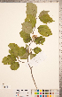  (Crataegus calpodendron - CCDB-18301-C09)  @11 [ ] Copyright (2012) Tim Dickinson Royal Ontario Museum