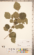  (Crataegus brazoria - CCDB-18301-B10)  @11 [ ] Copyright (2012) Tim Dickinson Royal Ontario Museum