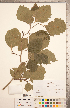  (Crataegus mollis - CCDB-18301-G10)  @11 [ ] Copyright (2012) Tim Dickinson Royal Ontario Museum
