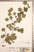  (Crataegus mollis x viridis - CCDB-18301-H10)  @11 [ ] Copyright (2012) Tim Dickinson Royal Ontario Museum