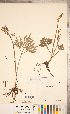  ( - CCDB-18287-A02)  @11 [ ] Copyright (2015) Deb Metsger Royal Ontario Museum
