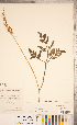 ( - CCDB-18287-B02)  @11 [ ] Copyright (2015) Deb Metsger Royal Ontario Museum