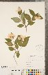  ( - CCDB-23324-D06)  @11 [ ] Copyright (2015) Deb Metsger Royal Ontario Museum