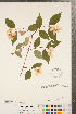  ( - CCDB-23324-C06)  @11 [ ] Copyright (2015) Deb Metsger Royal Ontario Museum
