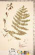  ( - CCDB-18287-A03)  @11 [ ] Copyright (2015) Deb Metsger Royal Ontario Museum