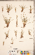  ( - CCDB-18287-D05)  @11 [ ] Copyright (2015) Deb Metsger Royal Ontario Museum