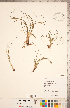  ( - CCDB-18287-C05)  @11 [ ] Copyright (2015) Deb Metsger Royal Ontario Museum