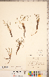  ( - CCDB-18287-G06)  @11 [ ] Copyright (2015) Deb Metsger Royal Ontario Museum