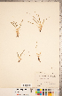  ( - CCDB-18287-E06)  @11 [ ] Copyright (2015) Deb Metsger Royal Ontario Museum