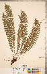  ( - CCDB-18287-E10)  @11 [ ] Copyright (2015) Deb Metsger Royal Ontario Museum