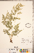  ( - CCDB-18287-B12)  @11 [ ] Copyright (2015) Deb Metsger Royal Ontario Museum