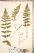  ( - CCDB-18347-A08)  @11 [ ] Copyright (2015) Deb Metsger Royal Ontario Museum