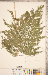  ( - CCDB-18347-G09)  @11 [ ] Copyright (2015) Deb Metsger Royal Ontario Museum