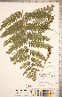  ( - CCDB-18347-E09)  @11 [ ] Copyright (2015) Deb Metsger Royal Ontario Museum