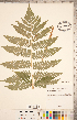  ( - CCDB-18347-D09)  @11 [ ] Copyright (2015) Deb Metsger Royal Ontario Museum
