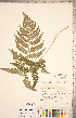  ( - CCDB-18347-A09)  @11 [ ] Copyright (2015) Deb Metsger Royal Ontario Museum