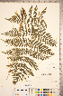  ( - CCDB-18347-G10)  @11 [ ] Copyright (2015) Deb Metsger Royal Ontario Museum