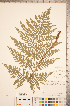  ( - CCDB-18347-E10)  @11 [ ] Copyright (2015) Deb Metsger Royal Ontario Museum