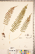  ( - CCDB-18347-E12)  @11 [ ] Copyright (2015) Deb Metsger Royal Ontario Museum