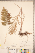  (Woodwardia areolata - CCDB-18346-G06)  @11 [ ] Copyright (2015) Deb Metsger Royal Ontario Museum