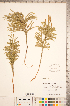  ( - CCDB-18346-F06)  @11 [ ] Copyright (2015) Deb Metsger Royal Ontario Museum