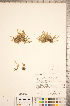  ( - CCDB-18346-A06)  @11 [ ] Copyright (2015) Deb Metsger Royal Ontario Museum
