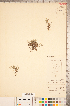  ( - CCDB-18346-C07)  @11 [ ] Copyright (2015) Deb Metsger Royal Ontario Museum