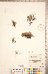  ( - CCDB-18346-B07)  @11 [ ] Copyright (2015) Deb Metsger Royal Ontario Museum