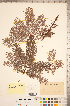  ( - CCDB-18346-G08)  @11 [ ] Copyright (2015) Deb Metsger Royal Ontario Museum