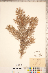  ( - CCDB-18346-F08)  @11 [ ] Copyright (2015) Deb Metsger Royal Ontario Museum