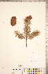  ( - CCDB-18346-C09)  @11 [ ] Copyright (2015) Deb Metsger Royal Ontario Museum