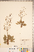  ( - CCDB-18346-C11)  @11 [ ] Copyright (2015) Deb Metsger Royal Ontario Museum