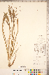  ( - CCDB-18346-B11)  @11 [ ] Copyright (2015) Deb Metsger Royal Ontario Museum
