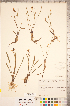  (Sagittaria graminea - CCDB-18346-H12)  @11 [ ] Copyright (2015) Deb Metsger Royal Ontario Museum