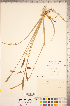  (Sagittaria rigida - CCDB-18346-D12)  @11 [ ] Copyright (2015) Deb Metsger Royal Ontario Museum