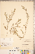  ( - CCDB-18346-B12)  @11 [ ] Copyright (2015) Deb Metsger Royal Ontario Museum