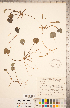  (Hydrocharitaceae - CCDB-18290-H01)  @11 [ ] Copyright (2015) Deb Metsger Royal Ontario Museum