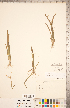 ( - CCDB-18290-F01)  @11 [ ] Copyright (2015) Deb Metsger Royal Ontario Museum