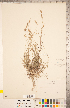  (Bouteloua hirsuta - CCDB-18290-D02)  @11 [ ] Copyright (2015) Deb Metsger Royal Ontario Museum