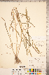  ( - CCDB-18290-G04)  @11 [ ] Copyright (2015) Deb Metsger Royal Ontario Museum