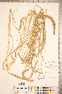  (Setaria faberi - CCDB-18290-H08)  @11 [ ] Copyright (2015) Deb Metsger Royal Ontario Museum