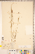  ( - CCDB-18290-B09)  @11 [ ] No Rights Reserved (2014) Deb Metsger Royal Ontario Museum