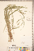  ( - CCDB-18290-F10)  @11 [ ] No Rights Reserved (2014) Deb Metsger Royal Ontario Museum