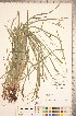  ( - CCDB-18290-D10)  @11 [ ] No Rights Reserved (2014) Deb Metsger Royal Ontario Museum