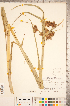  ( - CCDB-18290-A10)  @11 [ ] No Rights Reserved (2014) Deb Metsger Royal Ontario Museum