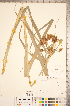  ( - CCDB-18290-H11)  @11 [ ] No Rights Reserved (2014) Deb Metsger Royal Ontario Museum