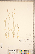  ( - CCDB-18290-F11)  @11 [ ] No Rights Reserved (2014) Deb Metsger Royal Ontario Museum