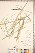  ( - CCDB-18290-E11)  @11 [ ] No Rights Reserved (2014) Deb Metsger Royal Ontario Museum