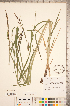 ( - CCDB-18290-C11)  @11 [ ] No Rights Reserved (2014) Deb Metsger Royal Ontario Museum